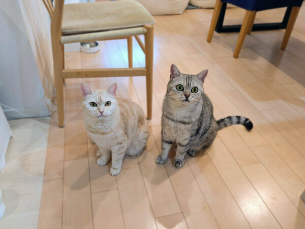 猫ペットシッター