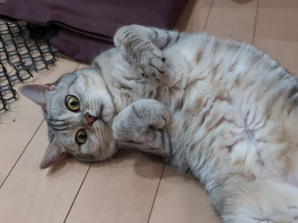猫ペットシッター