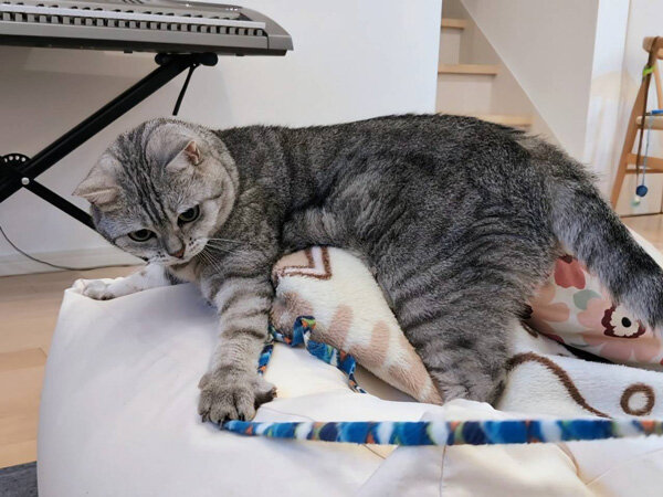 猫ペットシッター