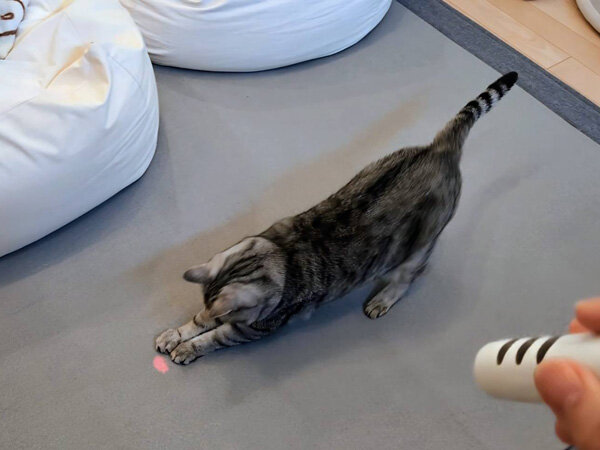 猫ペットシッター