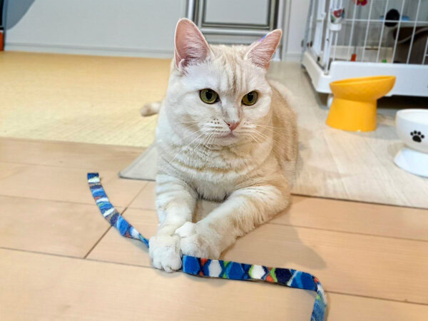 猫ペットシッター