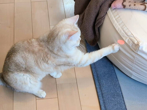 猫ペットシッター