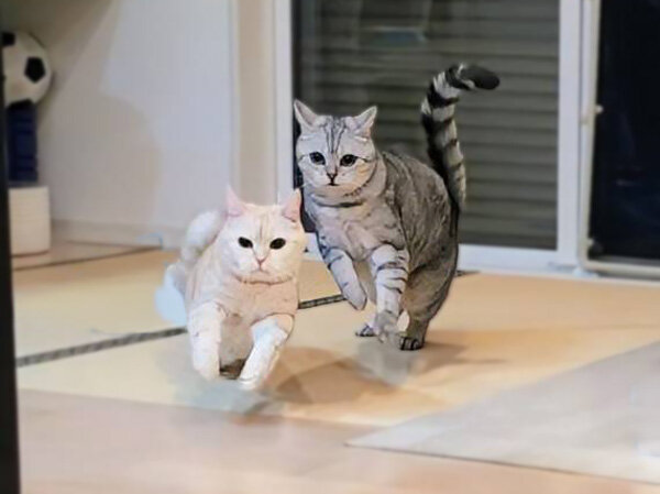 猫ペットシッター