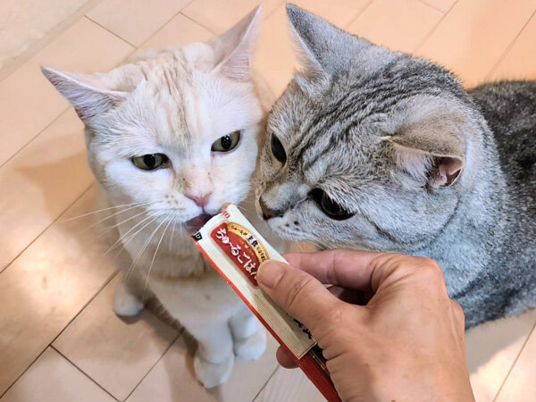 猫ペットシッター