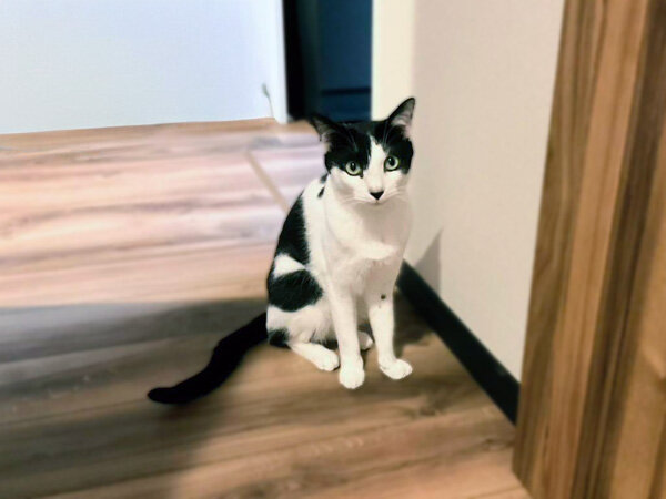 猫ペットシッター