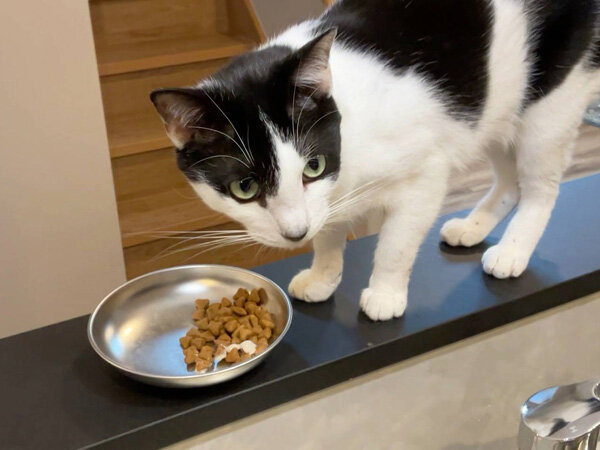 猫ペットシッター