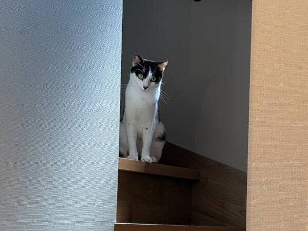 猫ペットシッター