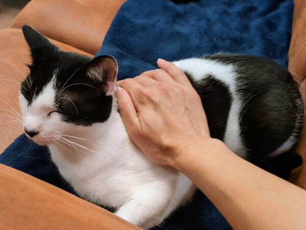 猫ペットシッター