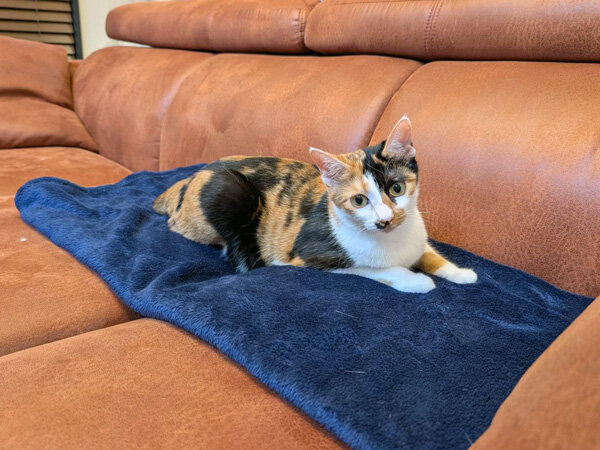 三毛猫ペットシッター