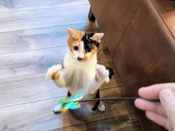 三毛猫ペットシッター