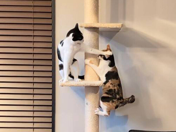 三毛猫ペットシッター