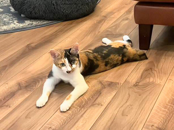 三毛猫ペットシッター