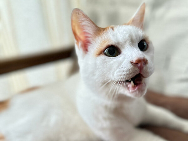 猫ペットシッター