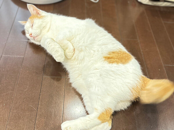 猫ペットシッター