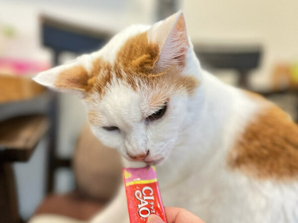 猫ペットシッター