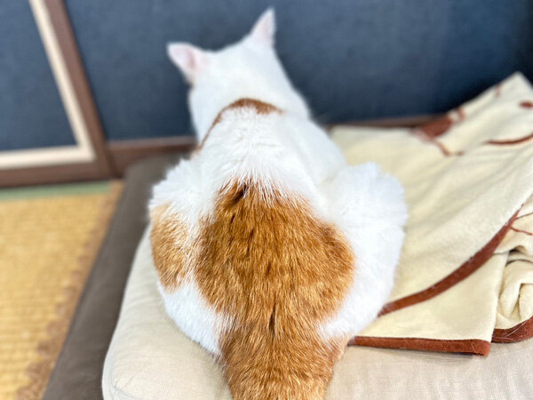 猫ペットシッター
