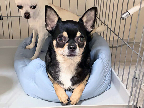 小型犬チワワペットシッター