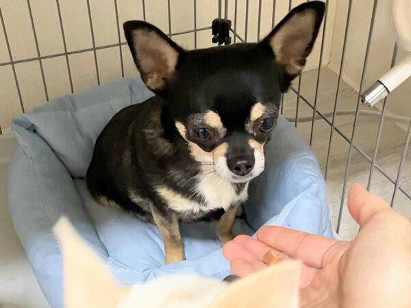 小型犬チワワペットシッター