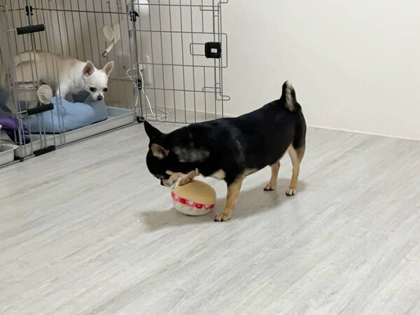 小型犬チワワペットシッター