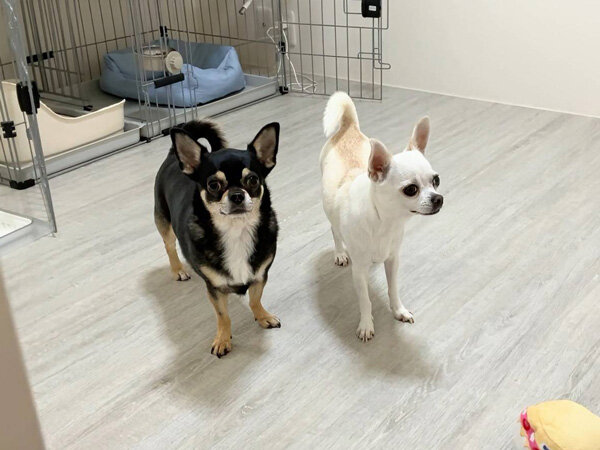 小型犬チワワペットシッター