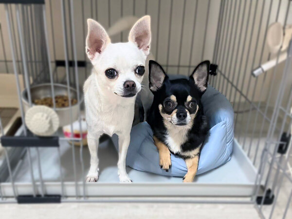 小型犬チワワペットシッター