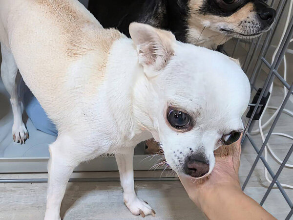 小型犬チワワペットシッター