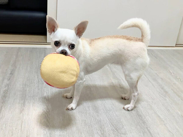 小型犬チワワペットシッター