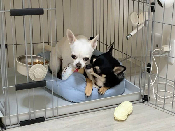 小型犬チワワペットシッター