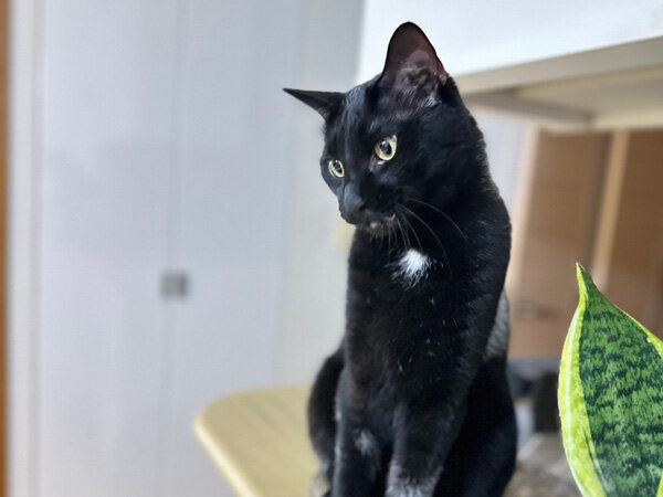 黒猫ペットシッター