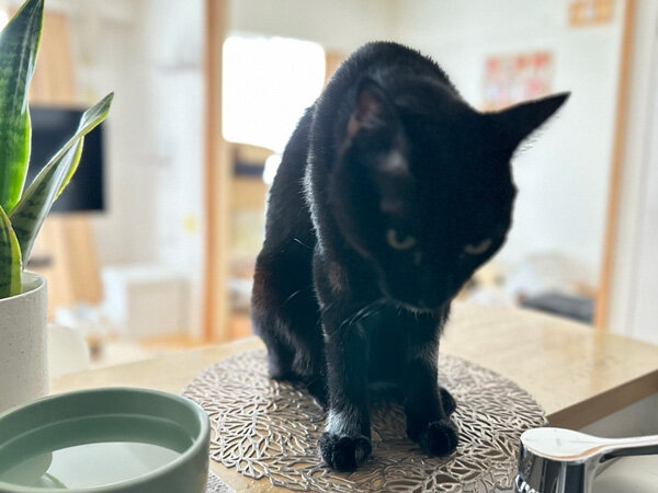 黒猫ペットシッター