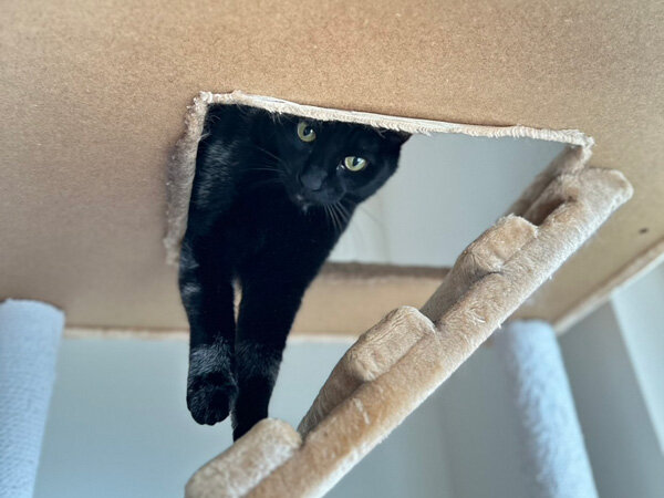 黒猫ペットシッター