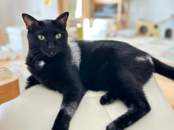黒猫ペットシッター