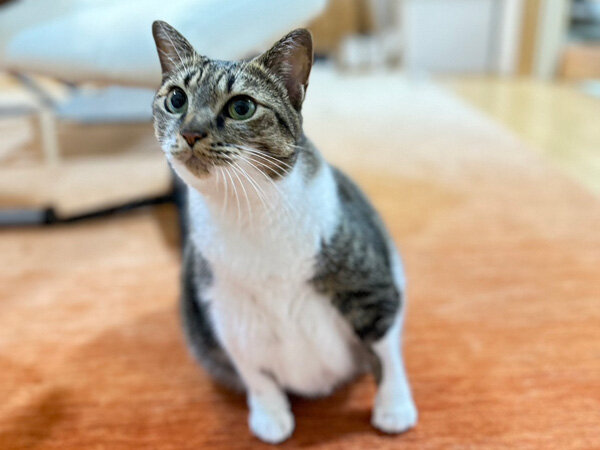 猫ペットシッター