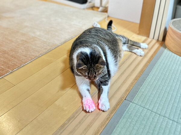 猫ペットシッター