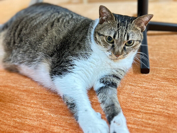 猫ペットシッター
