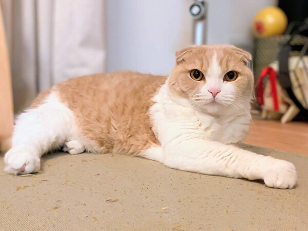 猫ペットシッター
