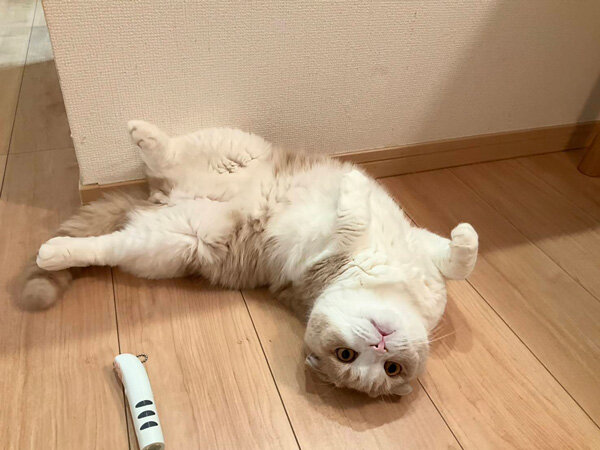 猫ペットシッター
