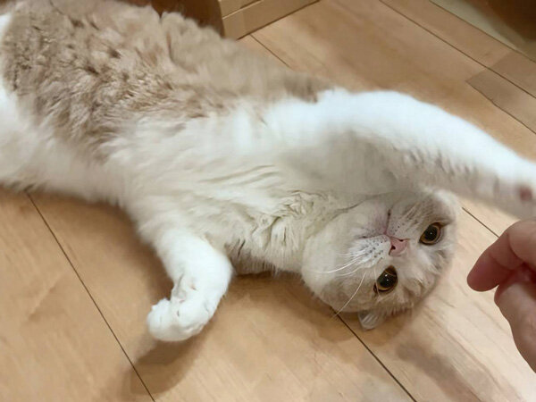 猫ペットシッター

