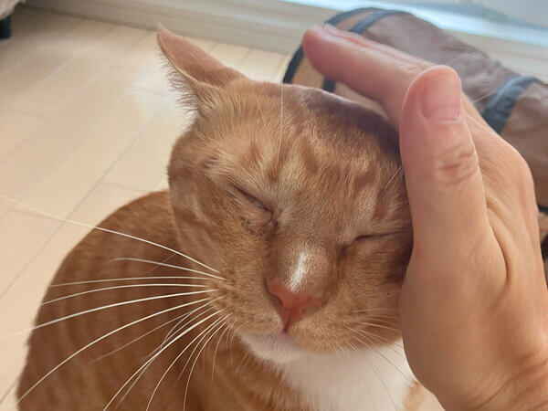 猫、ペットシッター
