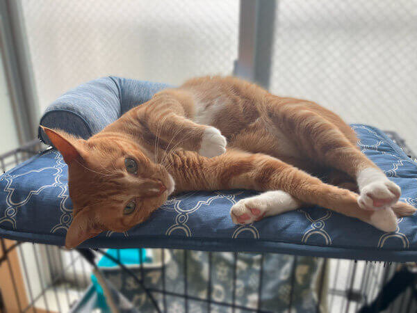 猫、ペットシッター