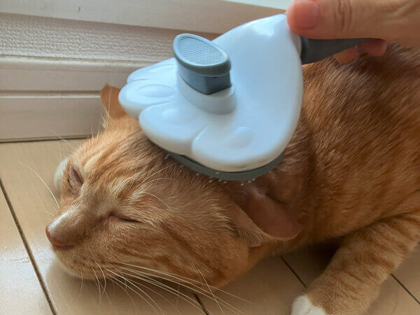 猫、ペットシッター