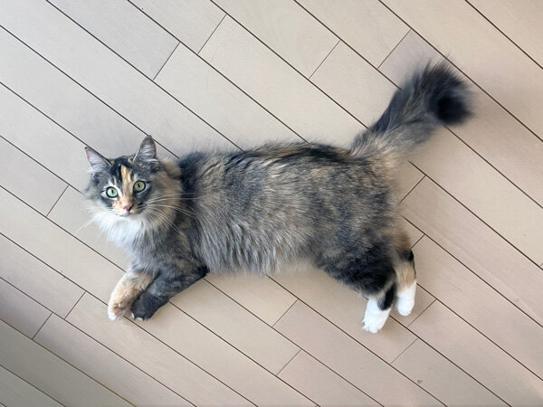 猫ペットシッター