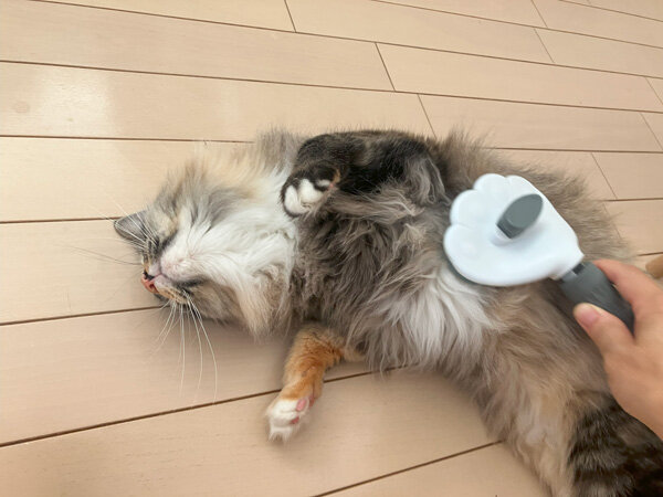 猫ペットシッター