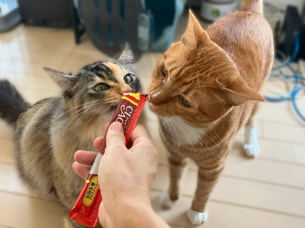 猫ペットシッター