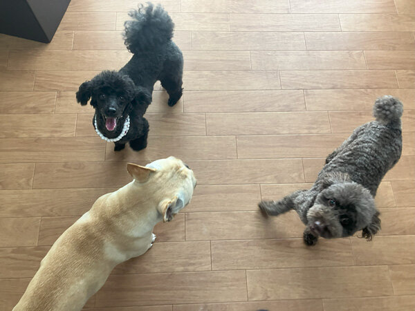 小型犬トイプードルペットホテル