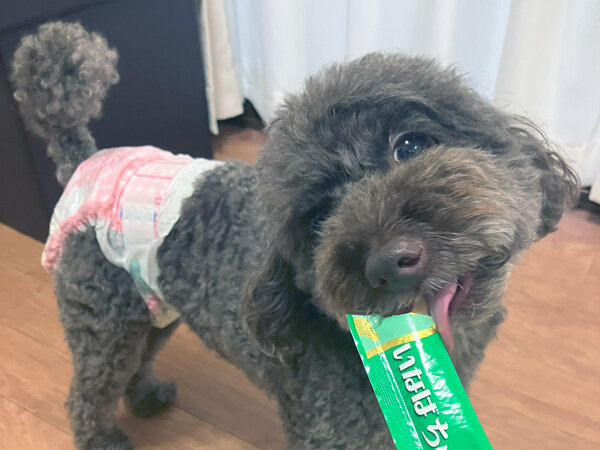 小型犬トイプードルペットホテル