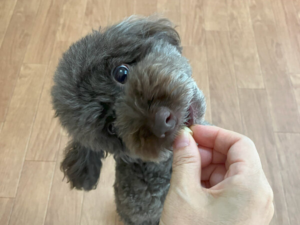 小型犬トイプードルペットホテル