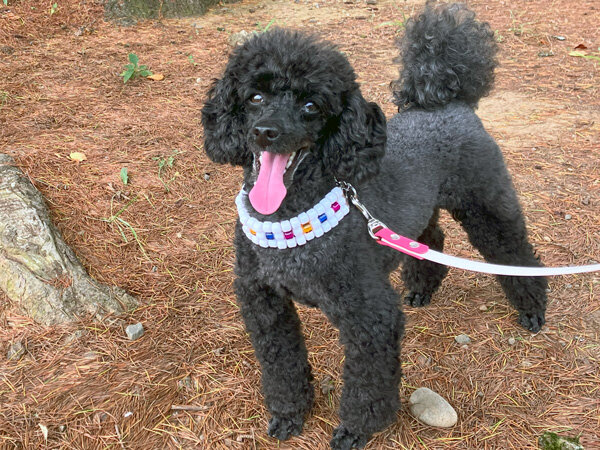 小型犬トイプードルペットホテル