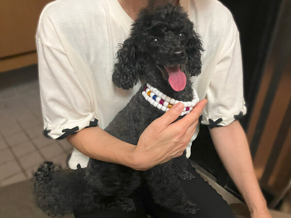 小型犬トイプードルペットホテル