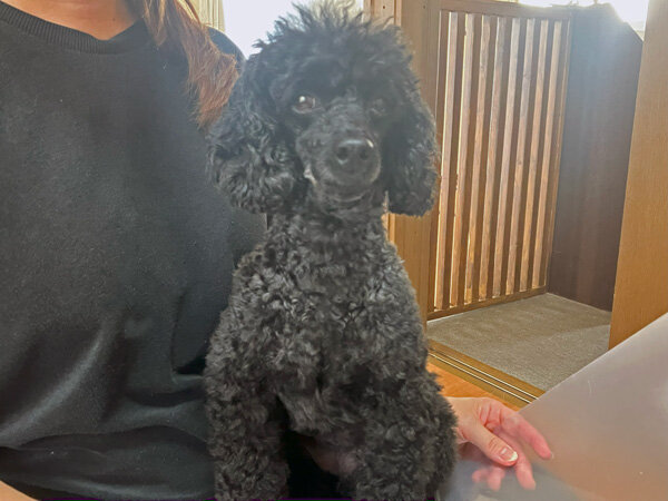 小型犬トイプードルペットホテル